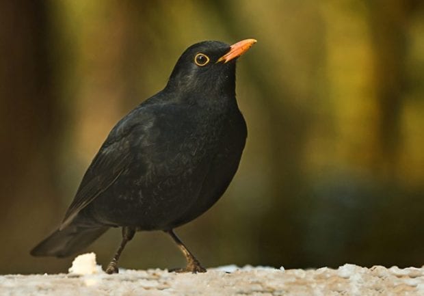 a black bird posing
